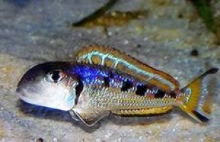 Xenotilapia ochrogenys ndole